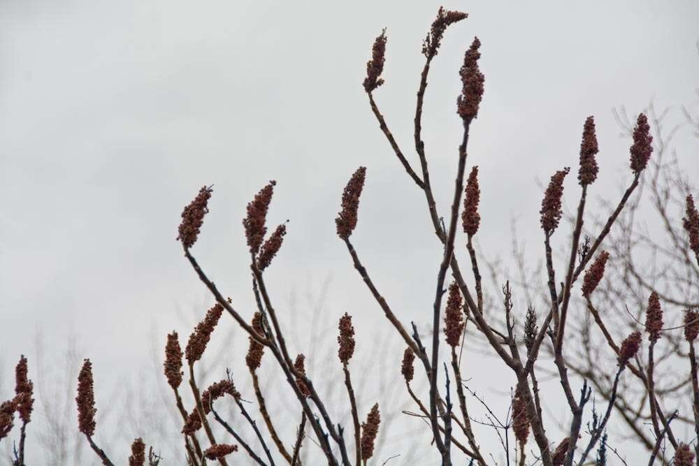 Image de Sumac vinaigrier