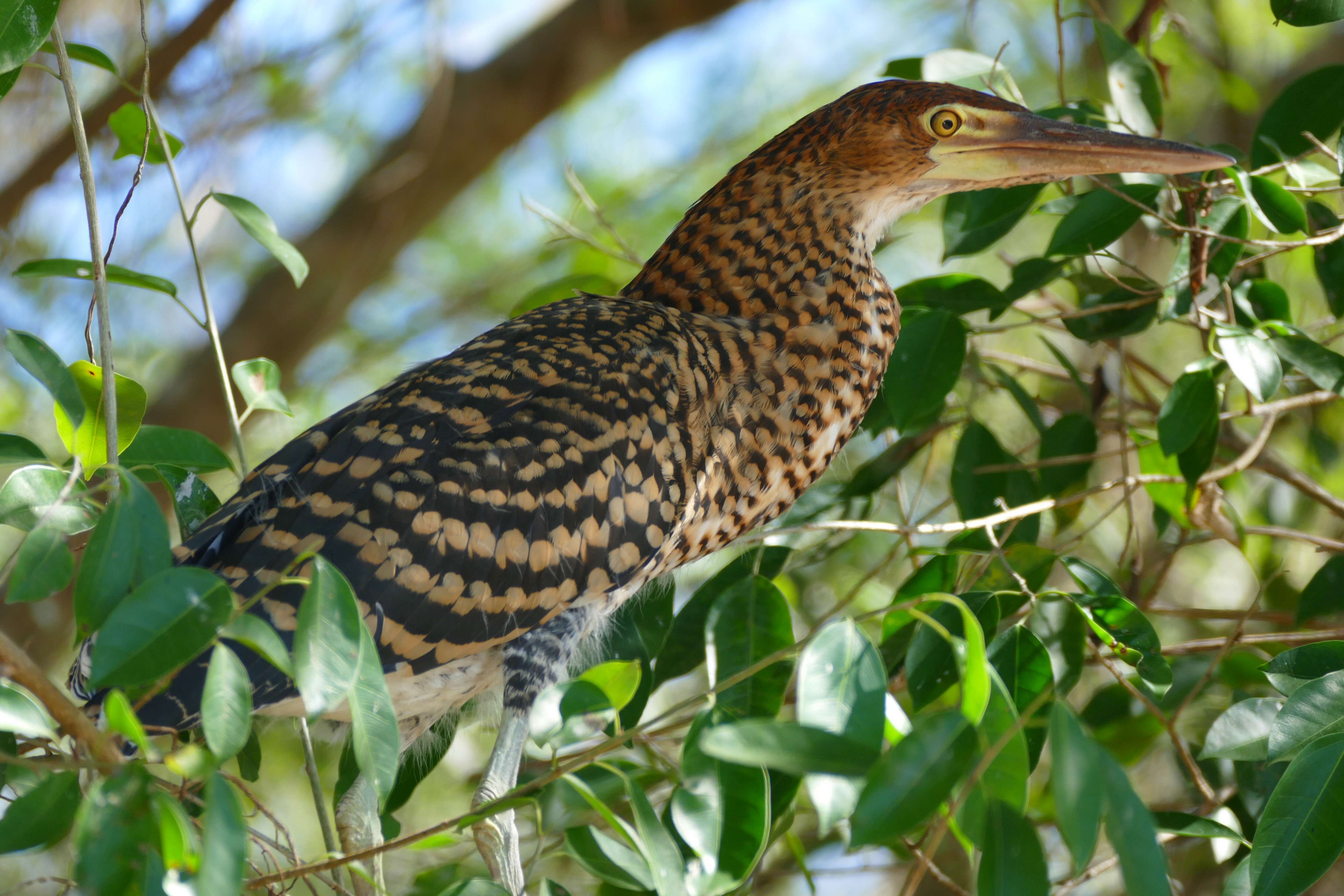 Image of Rufescent Tiger Heron