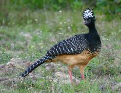 Image of Bare-faced Curassow