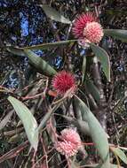 Image of Pincushion hakea