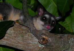 Image of Gray and black four-eyed opossum