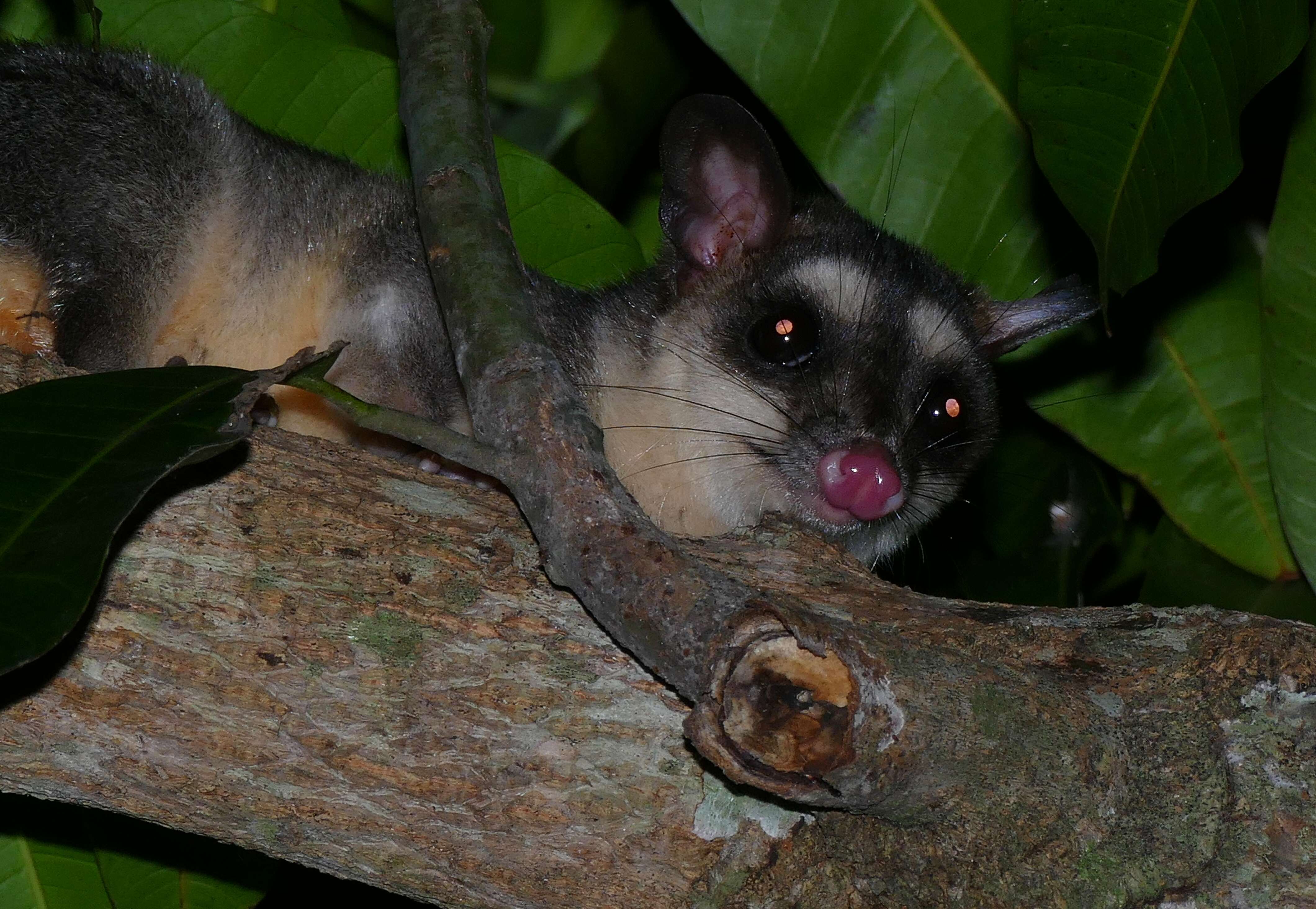 Image of Gray and black four-eyed opossum