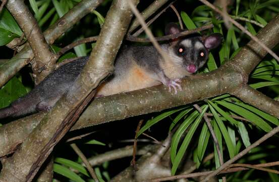 Image of Gray and black four-eyed opossum