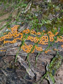 Image of Pretzel slime mold