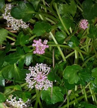 Image of Trachymene humilis subsp. breviscapa (Domin) P. Short