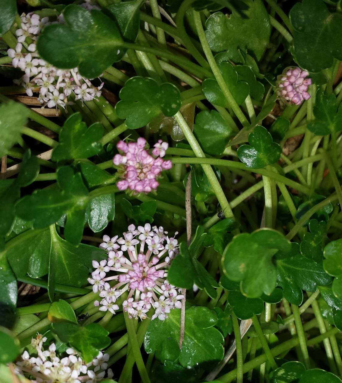 Trachymene humilis subsp. breviscapa (Domin) P. Short resmi