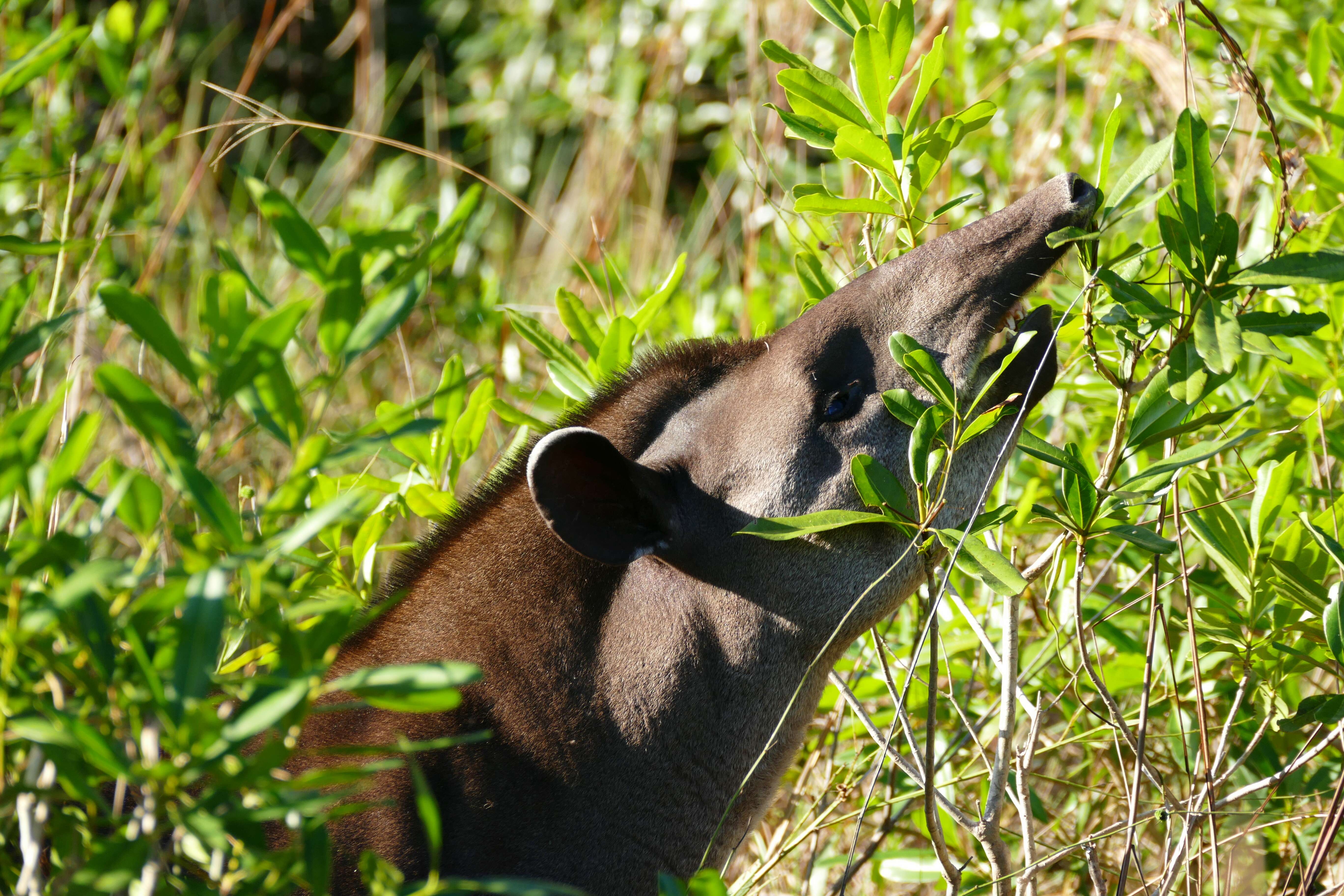 Image of Brazilian Tapir