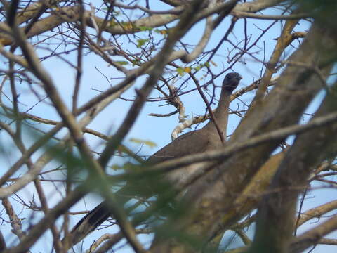 Image of Chestnut-winged Chachalaca