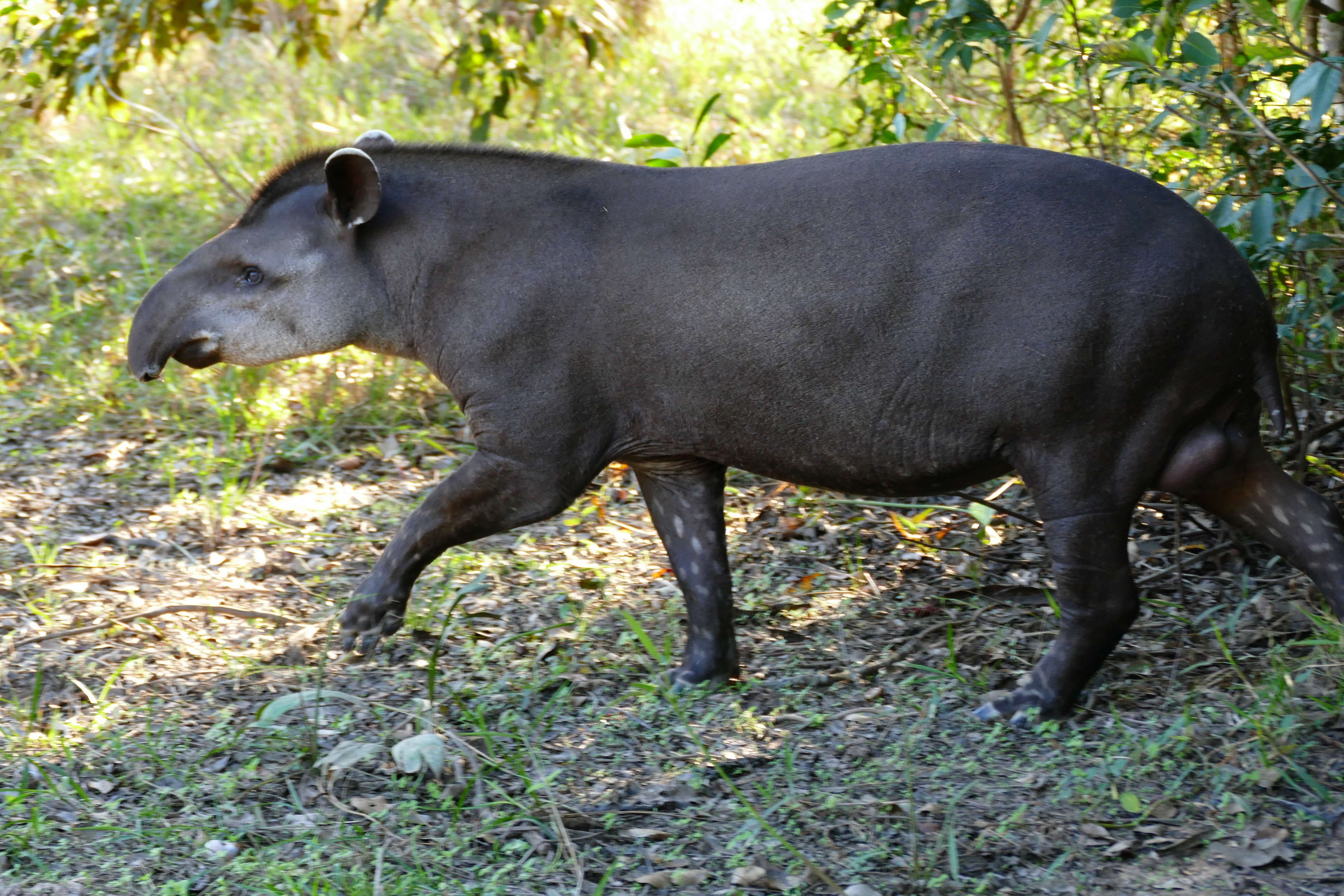 Image of Brazilian Tapir