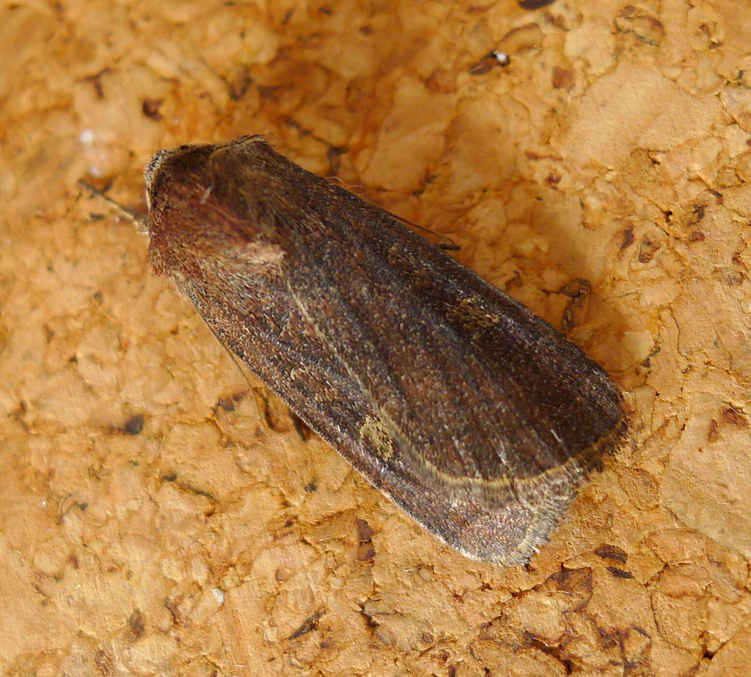 Image of turnip moth