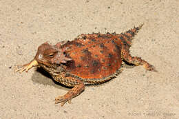 Image of Cedros Island Horned Lizard