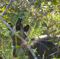 Image of Brazilian Tapir