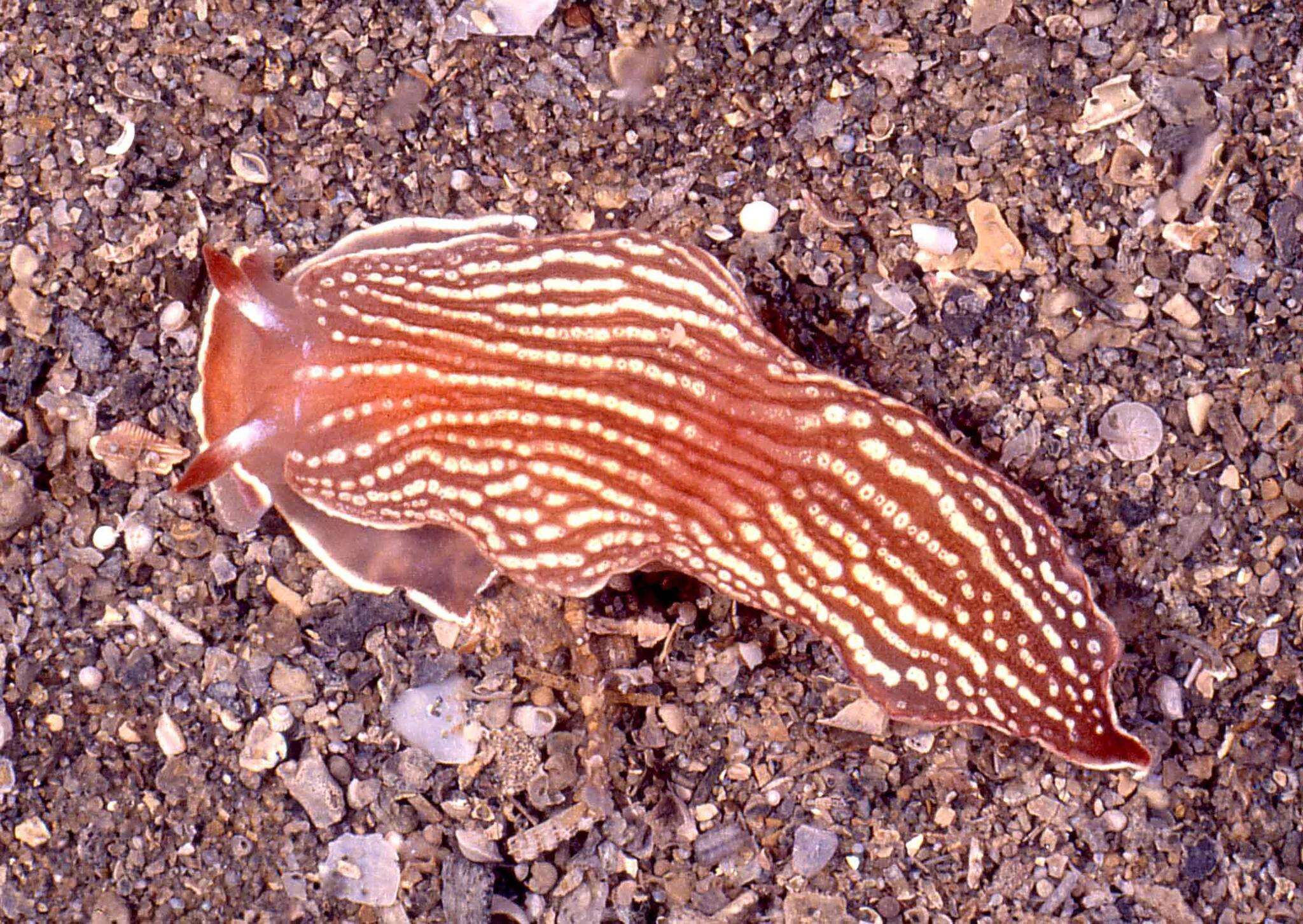Image of Dermatobranchus rubidus (Gould 1852)