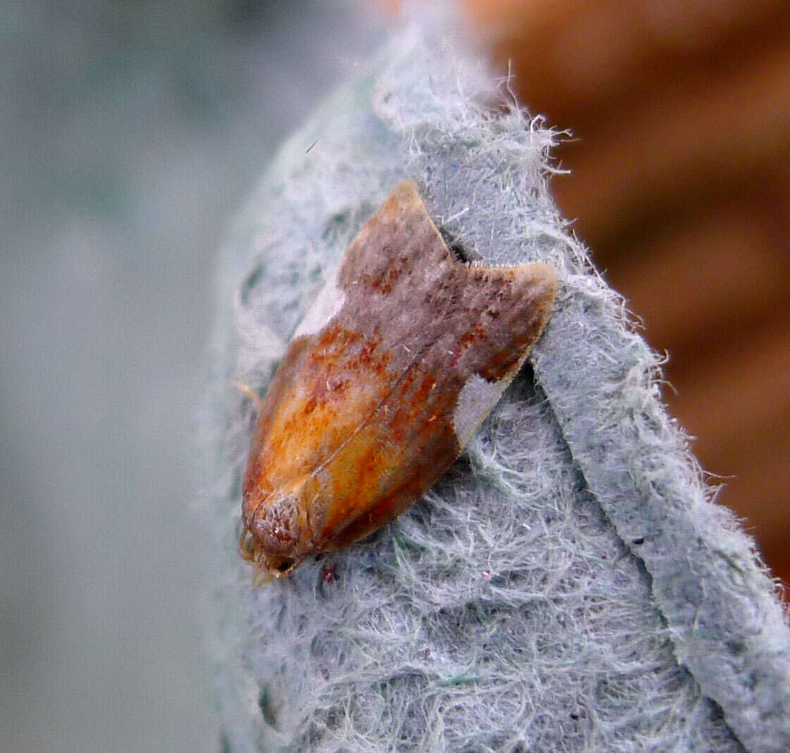 Image of flat white-spotted leaf roller