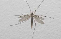 Image of Marsh crane fly