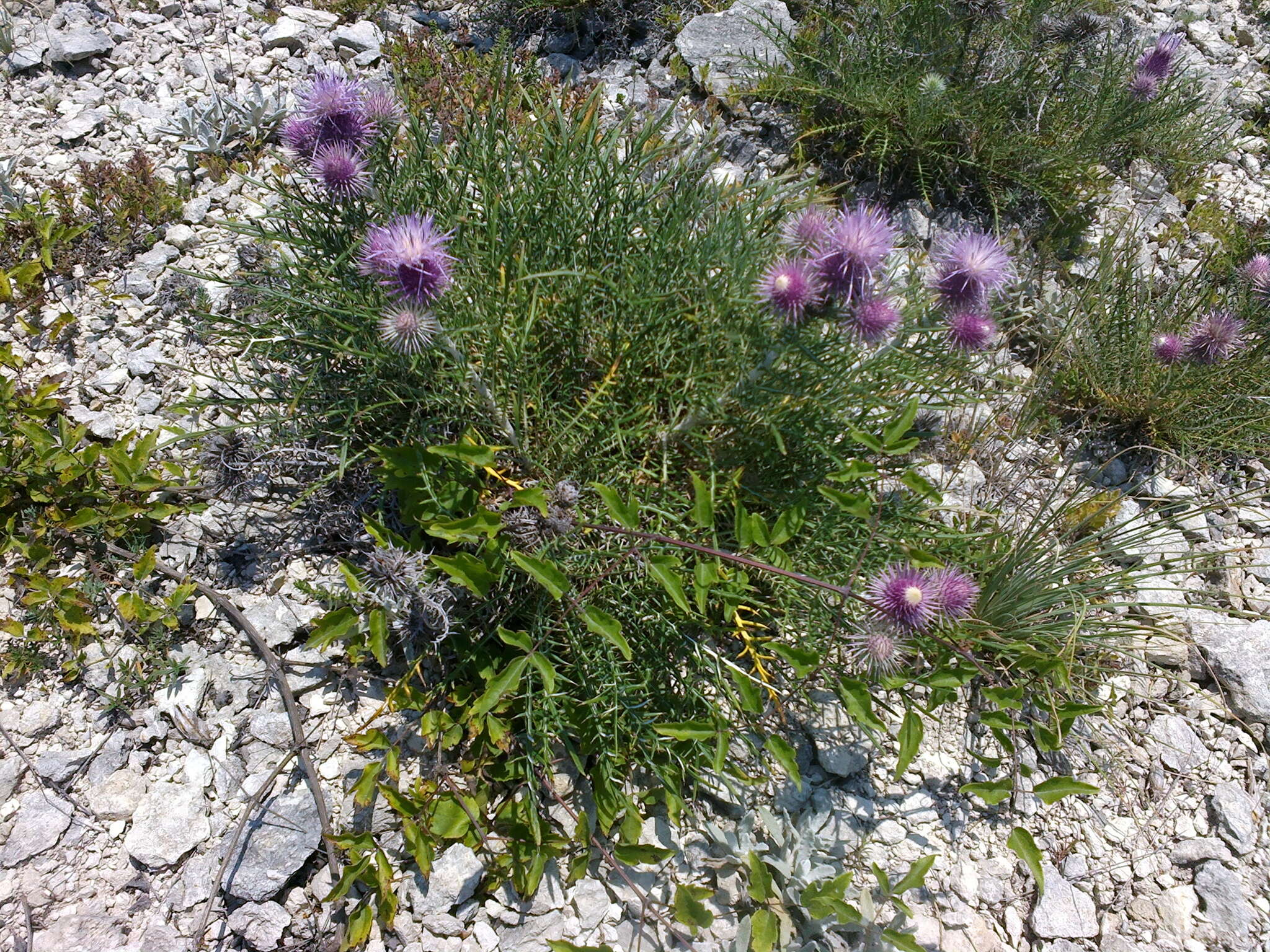 Image de Ptilostemon echinocephalus (Willd.) Greuter