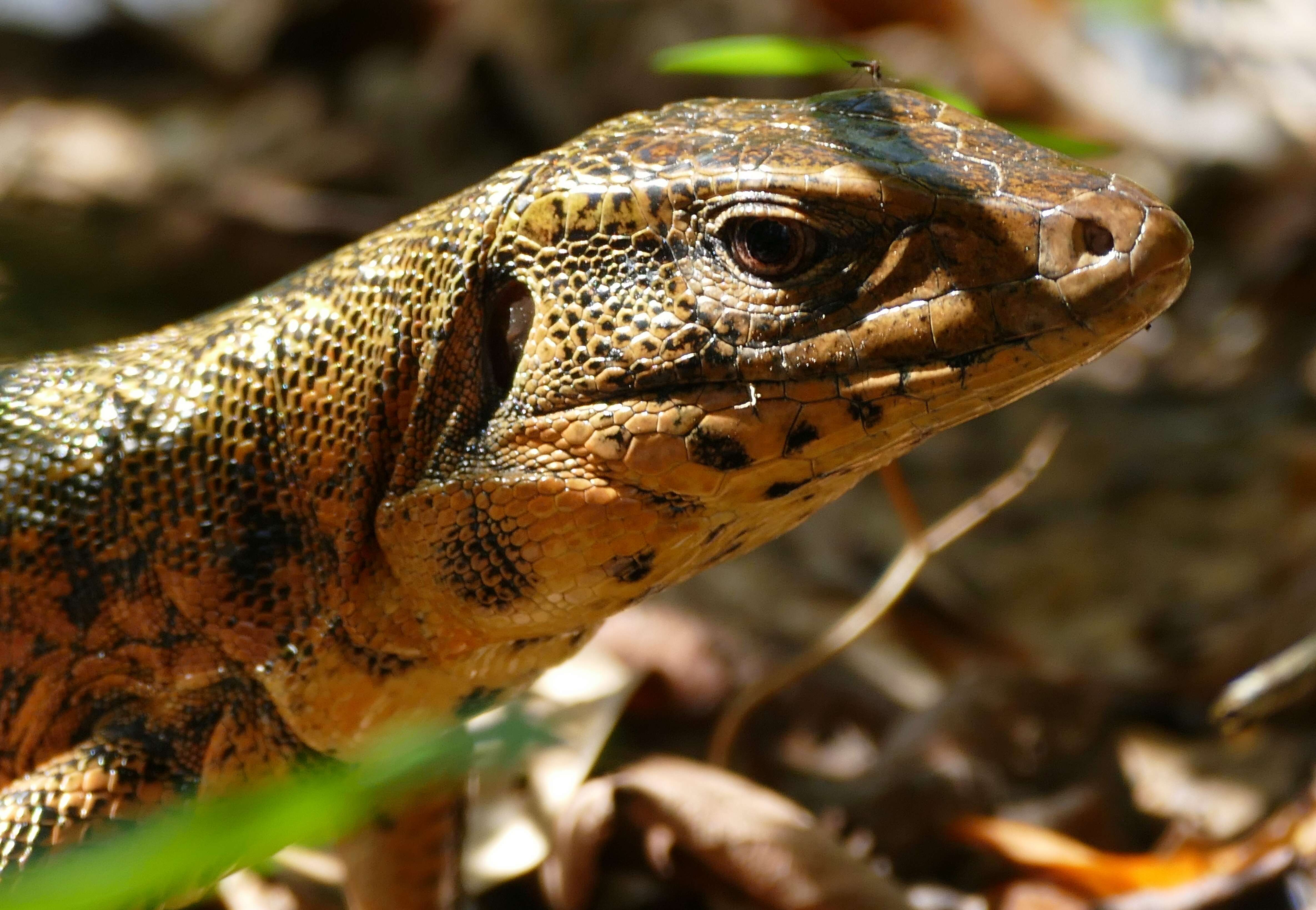 Image of Gold tegu