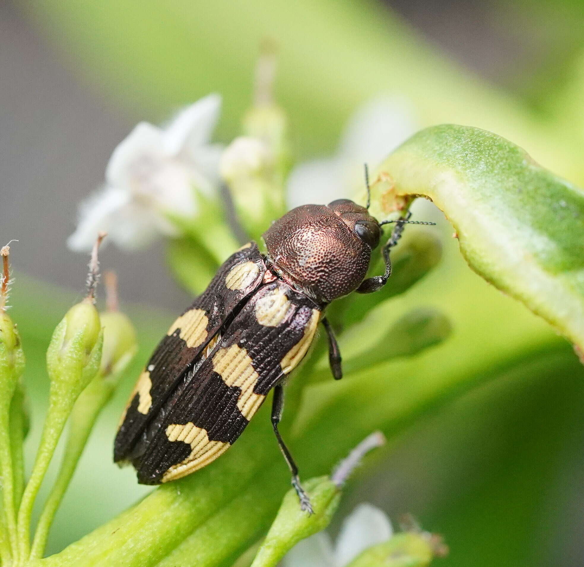 Image of Castiarina cupreoflava (Saunders 1869)