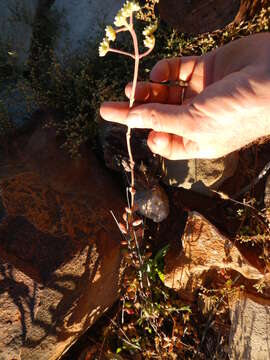 Image of Crassula atropurpurea var. anomala (Schönl. & Bak. fil.) Tölken