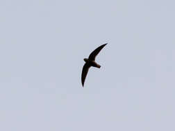Image of Sooty Swift