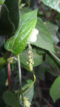 Image of Tragia involucrata L.