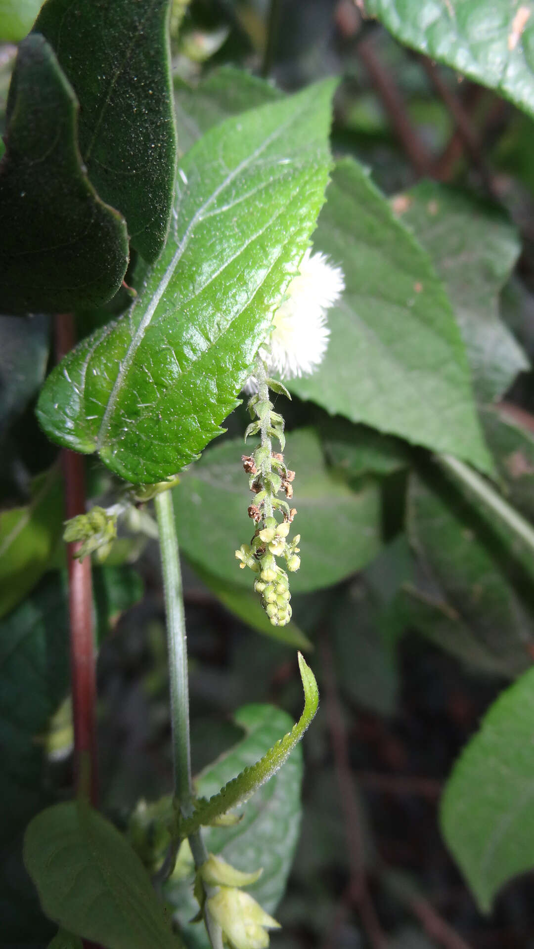 Image of Tragia involucrata L.