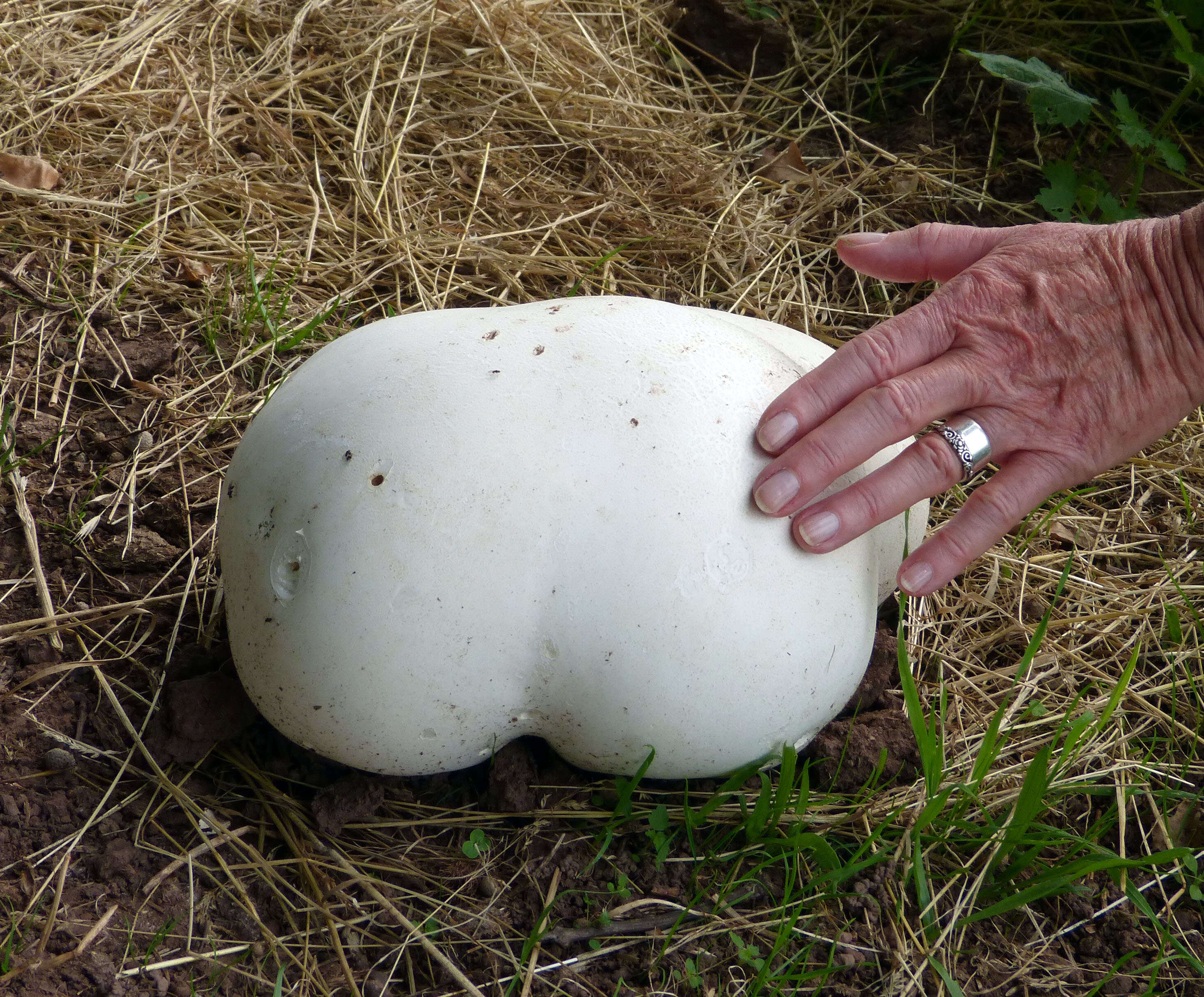 Image of Calvatia gigantea (Batsch) Lloyd 1904