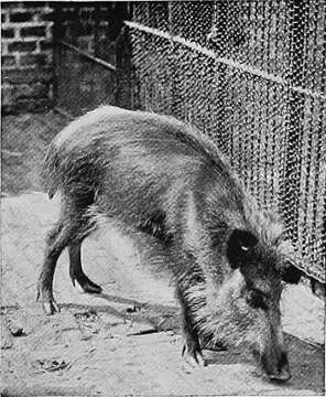 Image of Java Warty Pig