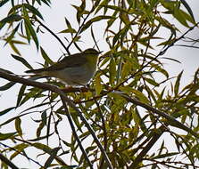 Image of Wood Warbler