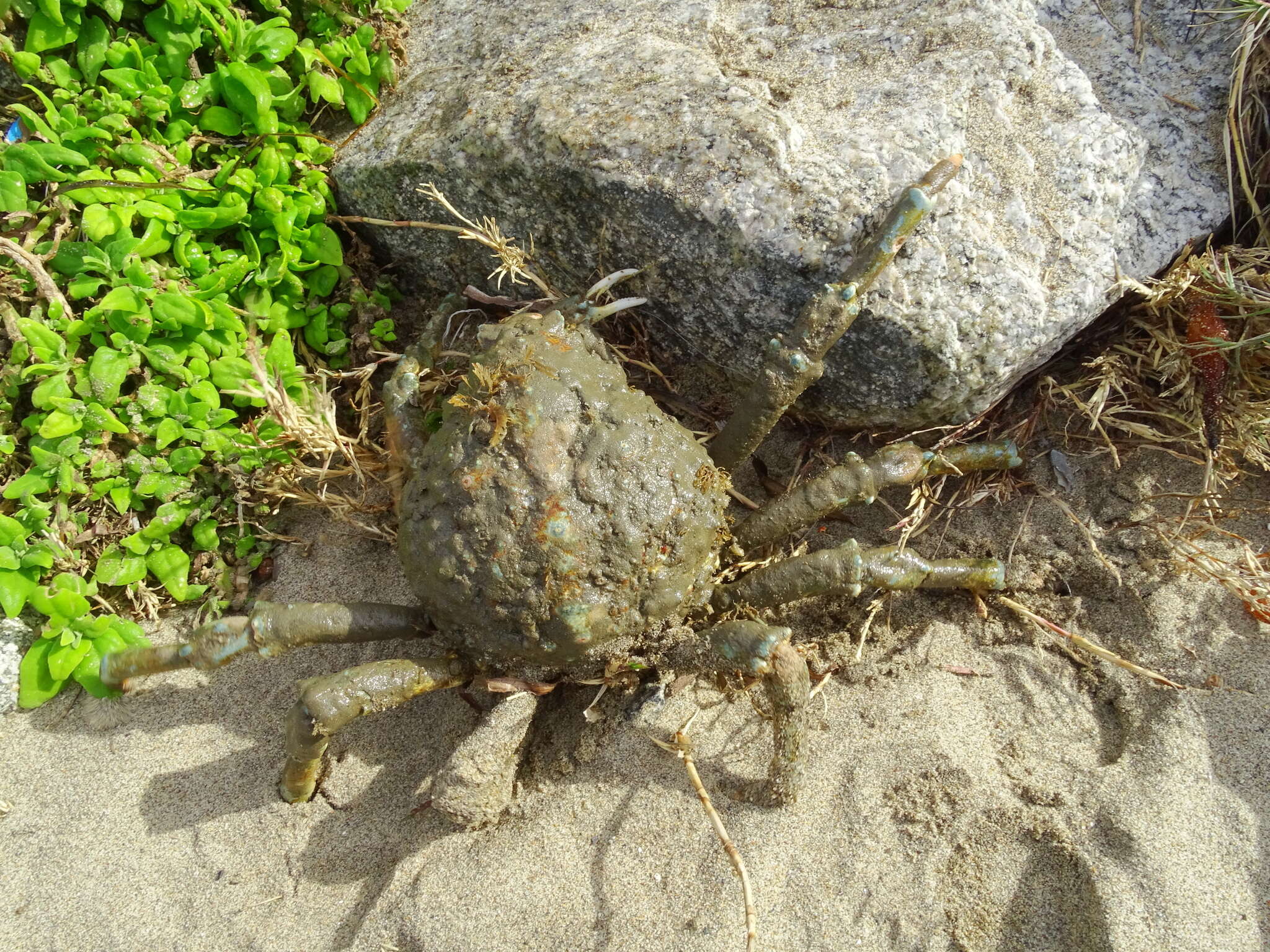 Image of Sheep crab