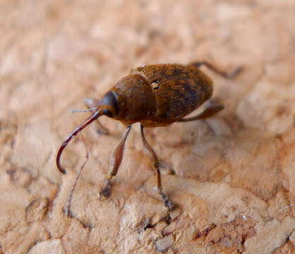 Imagem de Curculio nucum Linnaeus & C. 1758