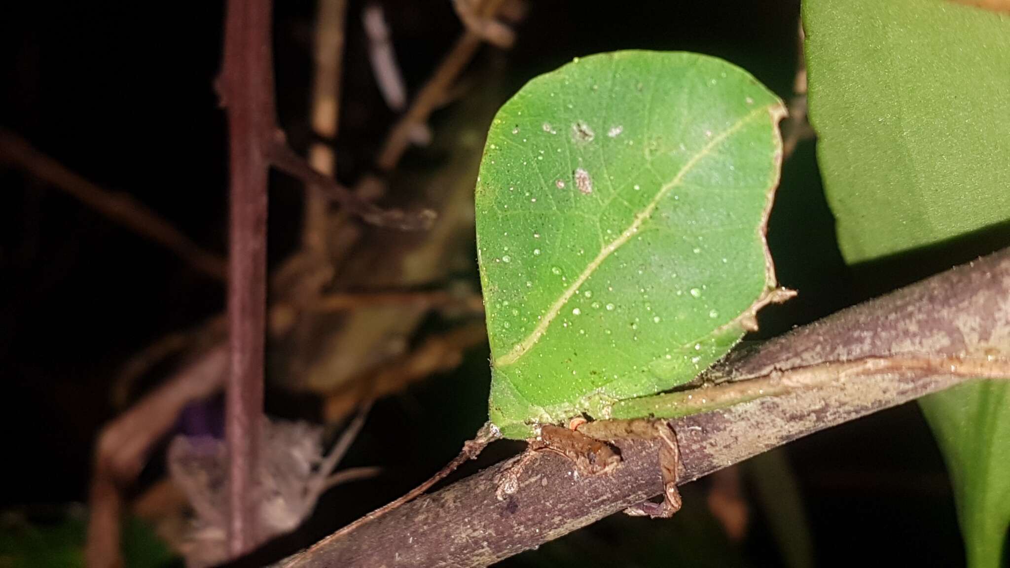 Image of Typophyllum spurioculis Baker, A., Sarria-S., G. K. Morris, Jonsson & Montealegre-Z. 2017