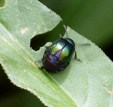 Imagem de Gastrophysa viridula