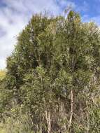 Image of Kangaroo Island Narrow-leaf Mallee