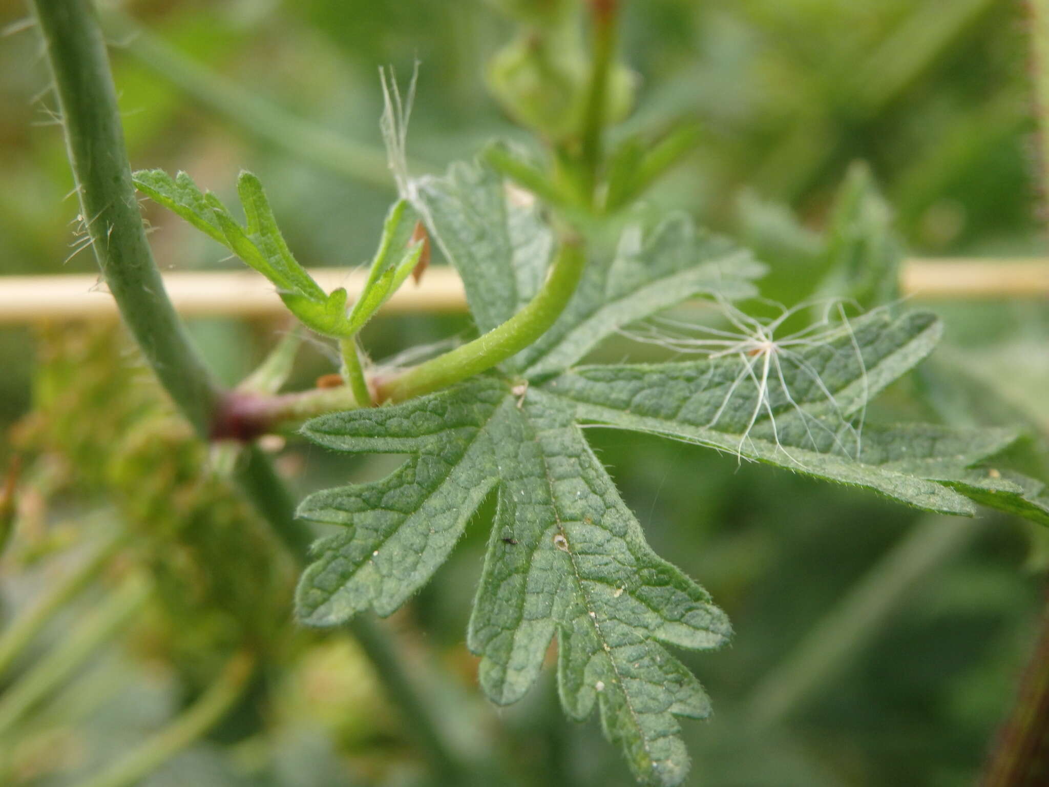 Image of Malva tournefortiana L.