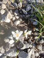 Image of dutch crocus, spring crocus
