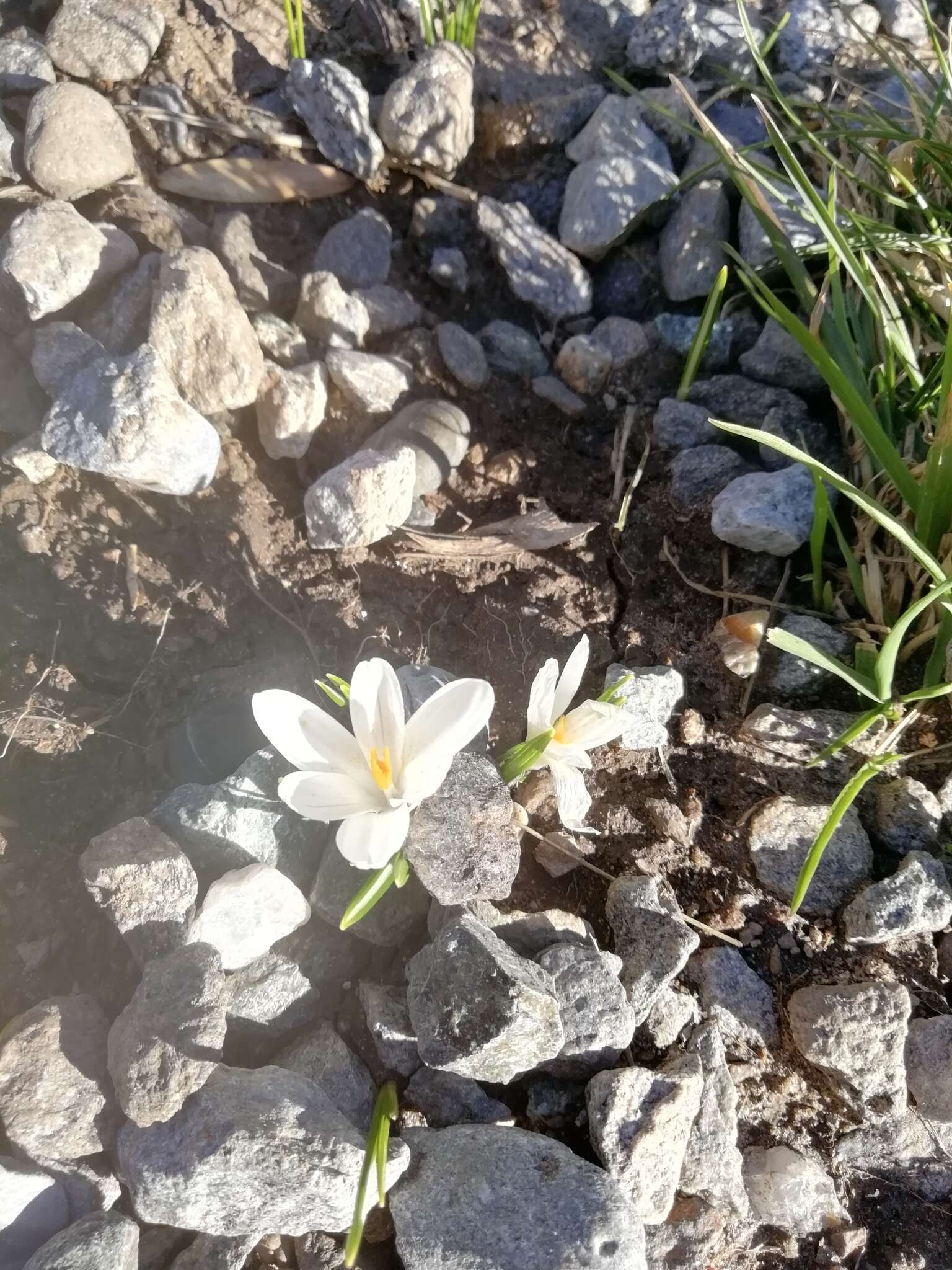 Image of dutch crocus, spring crocus