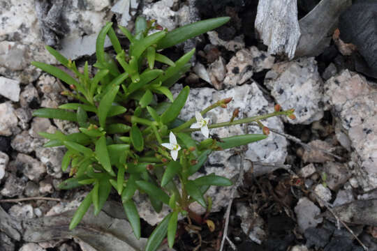 Image of Calandrinia eremaea Ewart