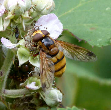 Image of lesser hornet hoverfly