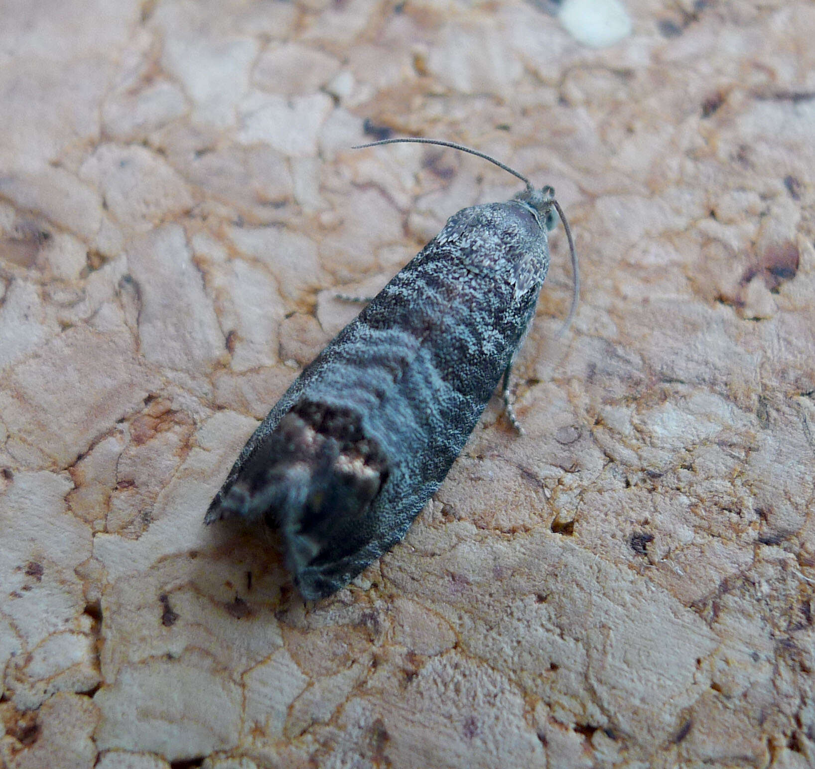 Image of codling moth