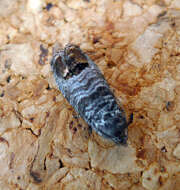 Image of codling moth