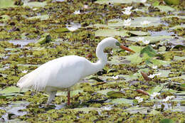 Imagem de Ardea intermedia plumifera (Gould 1848)