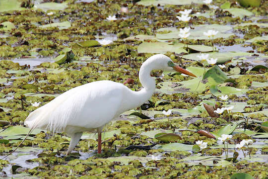 Image of Ardea intermedia plumifera (Gould 1848)