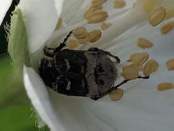 Image of Valgus hemipterus (Linnaeus 1758)