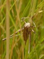 Image of Idiostatus aequalis (Scudder & S. H. 1899)