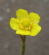 Image of yellow water buttercup