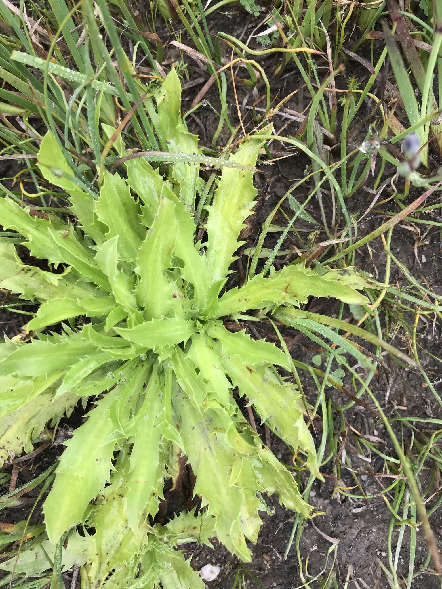 Image of coastal eryngo