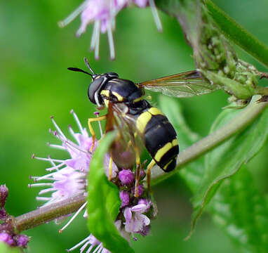 Image of Chrysotoxum bicinctum (Linnaeus 1758)