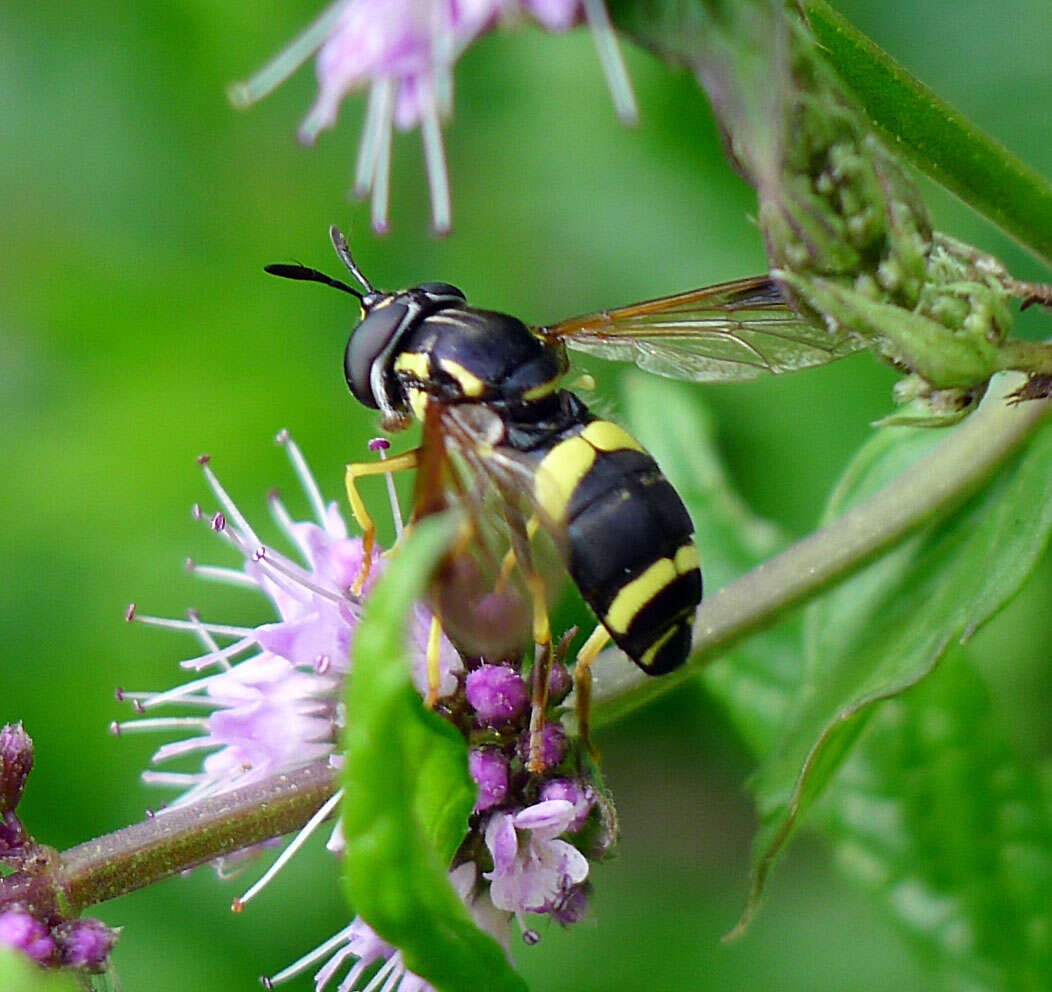 Image de Chrysotoxum bicinctum (Linnaeus 1758)