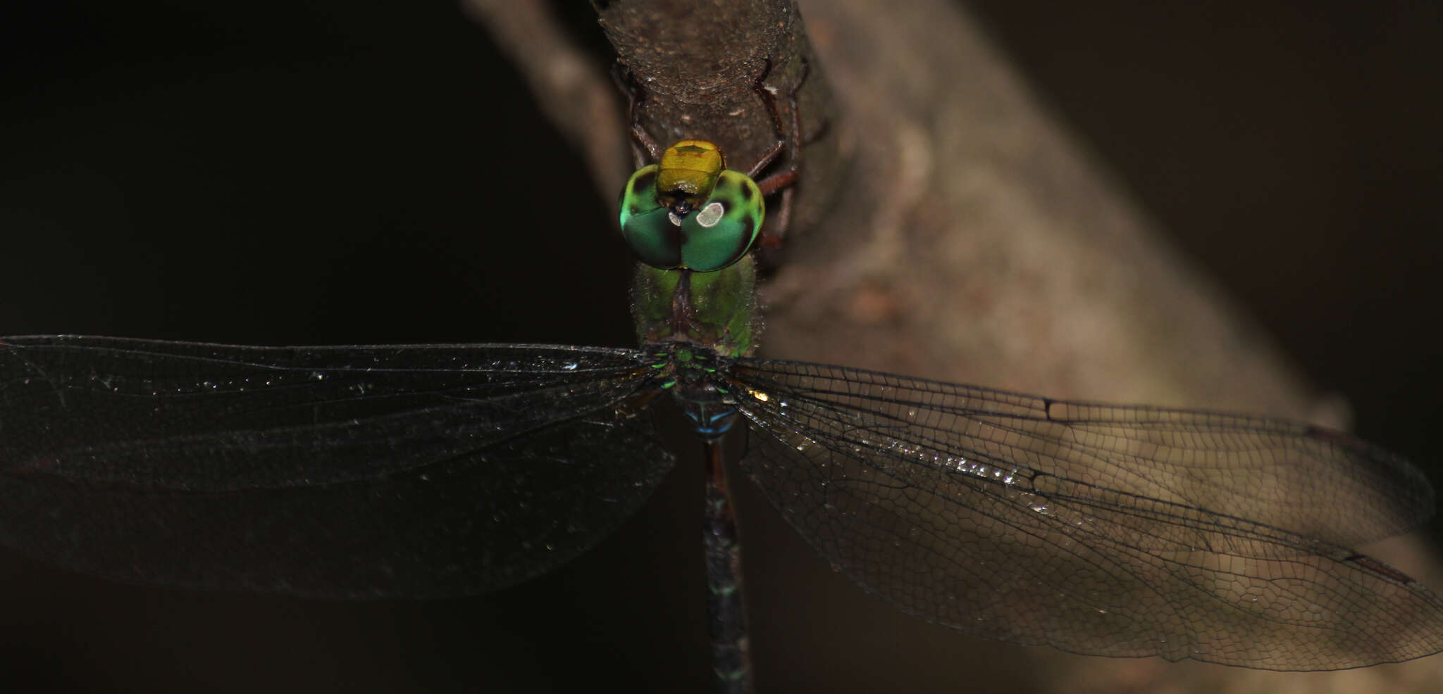 Image of Eastern Duskhawker